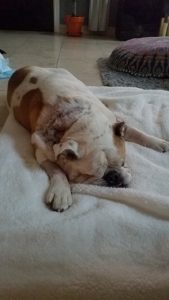 dog injured in dog bite attack