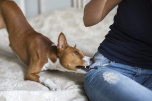 Common Dog Bite Injuries We Handle in Austin