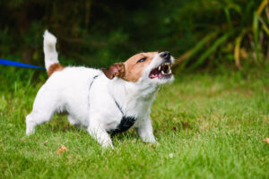 How Much Does It Cost to Hire a Dog Bite Lawyer?