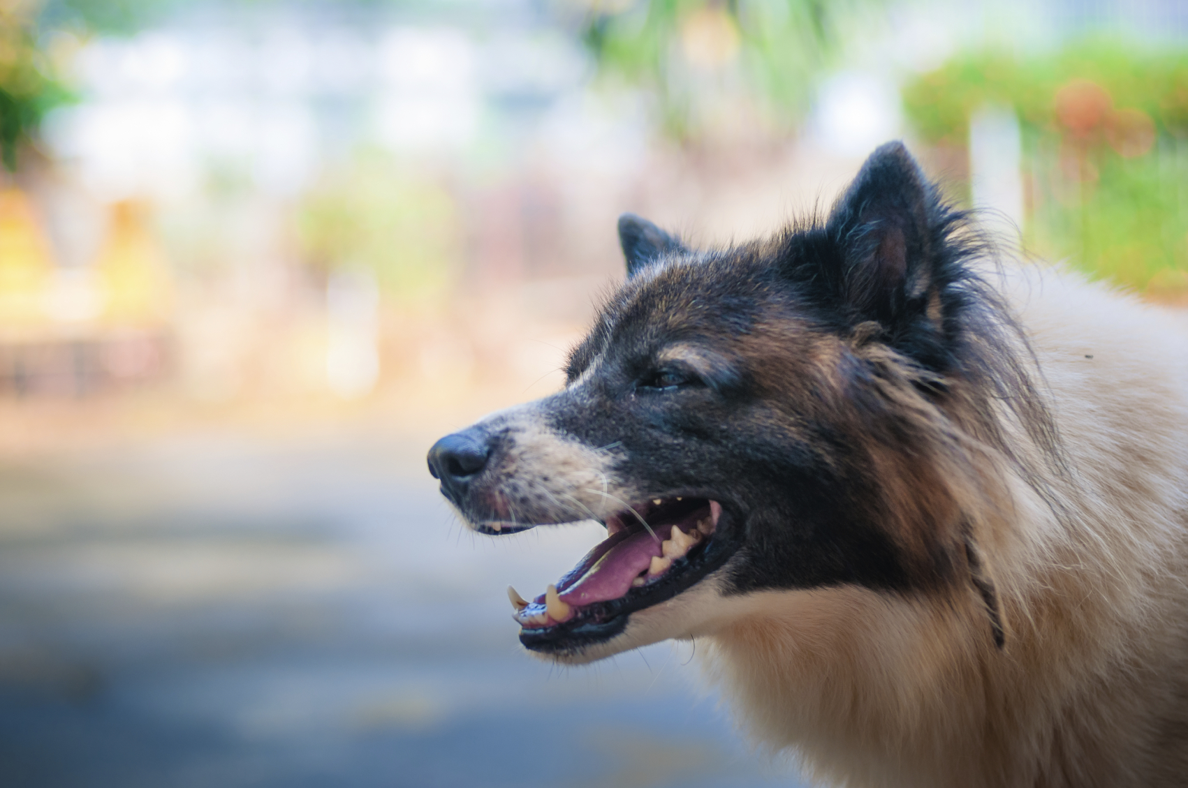 What Is the Texas One Bite Rule? Dog Bite Laws Explained for Austin Residents